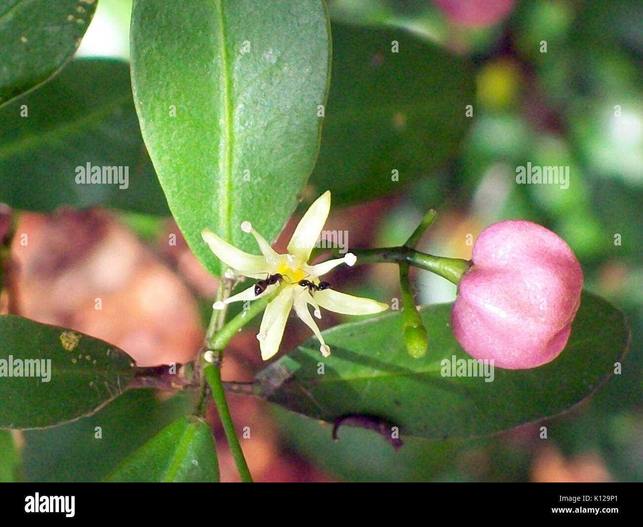 Acronychia laevis flower & fruit Stock Photo