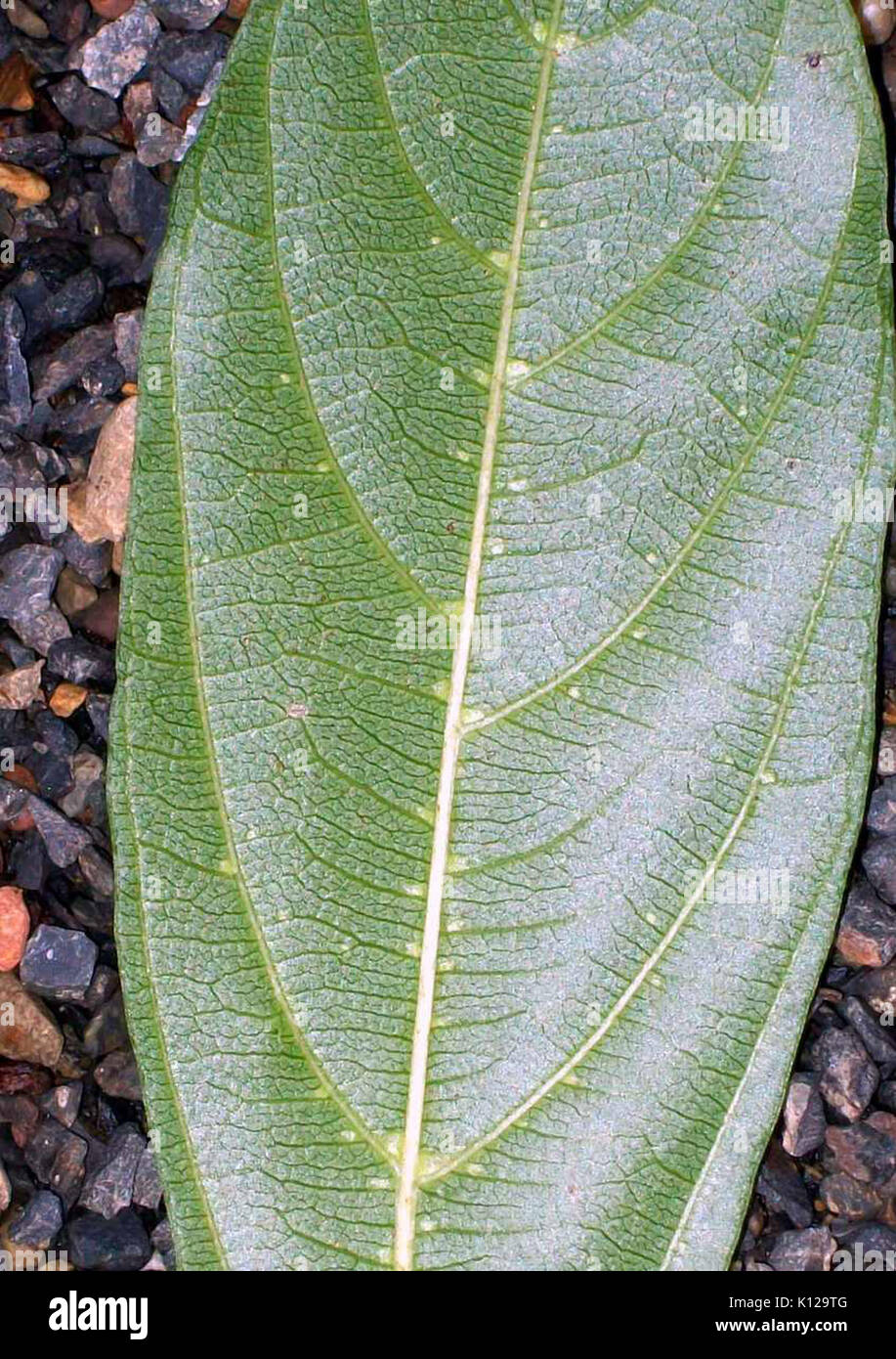 Alangium villosum subsp polyosmoides leaf Stock Photo