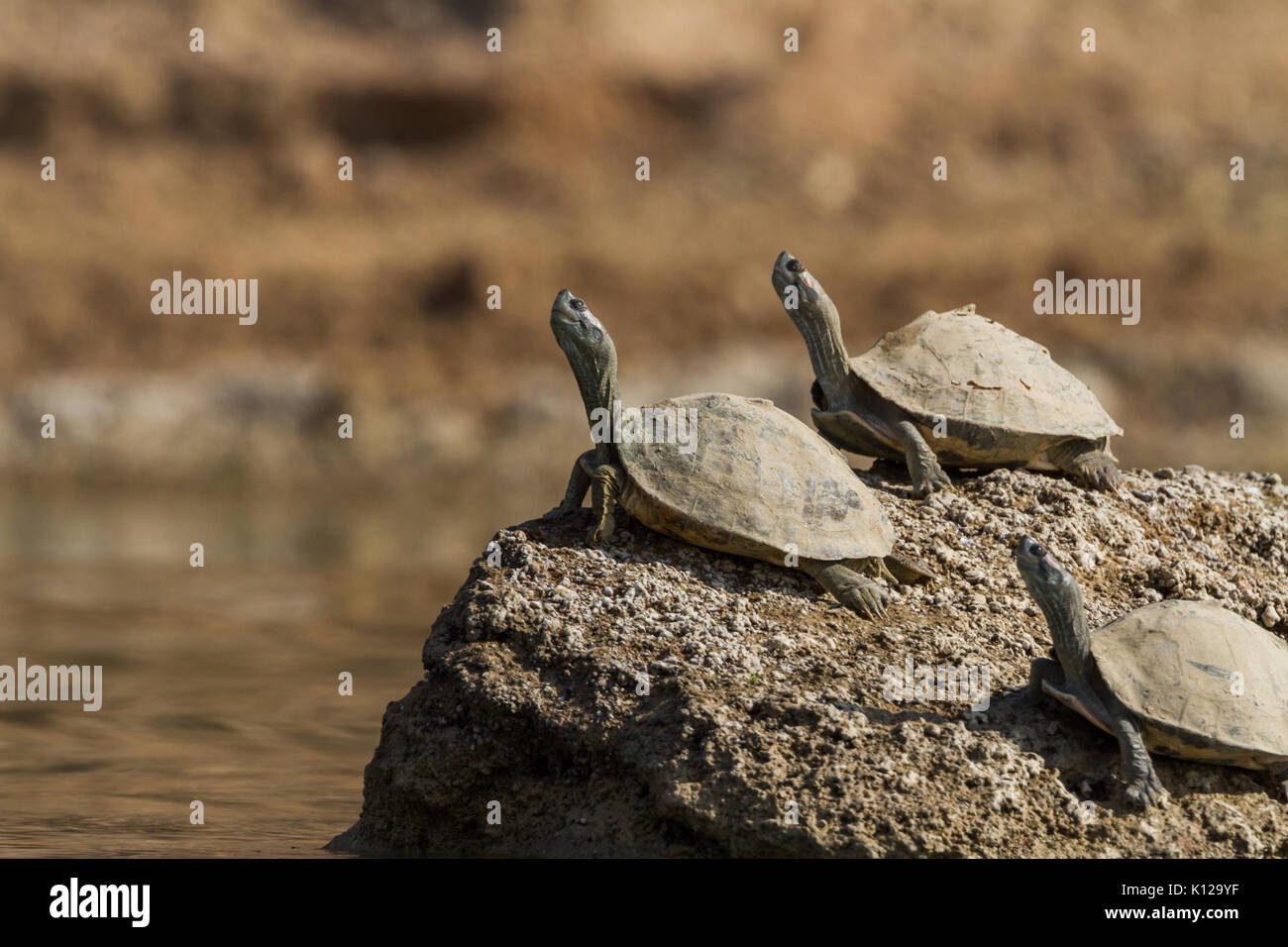 The red crowned roofed turtle (Batagur kachuga) at Chambal River ...
