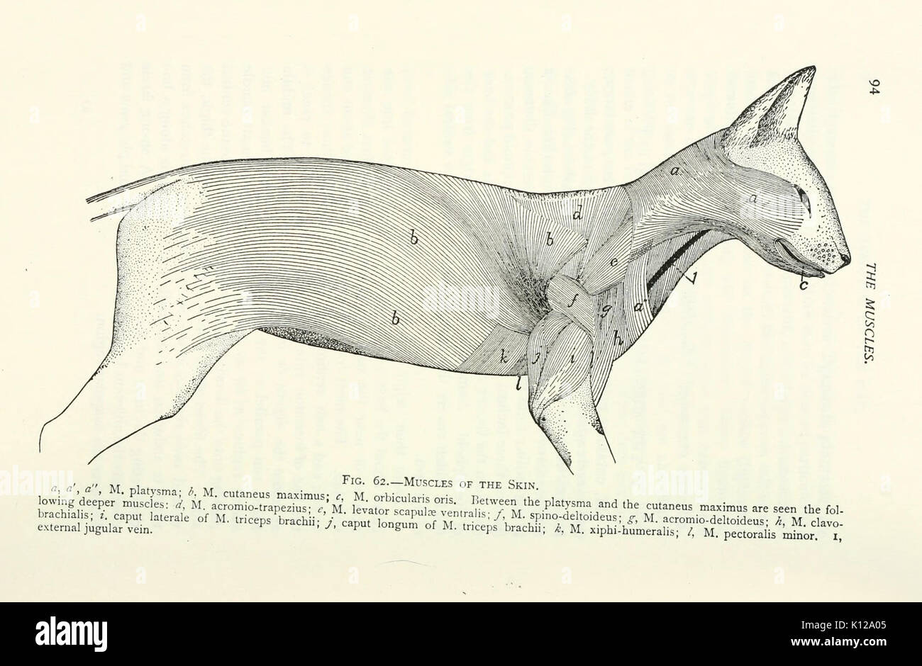 Anatomy of the cat (Page 94) BHL9413148 Stock Photo - Alamy