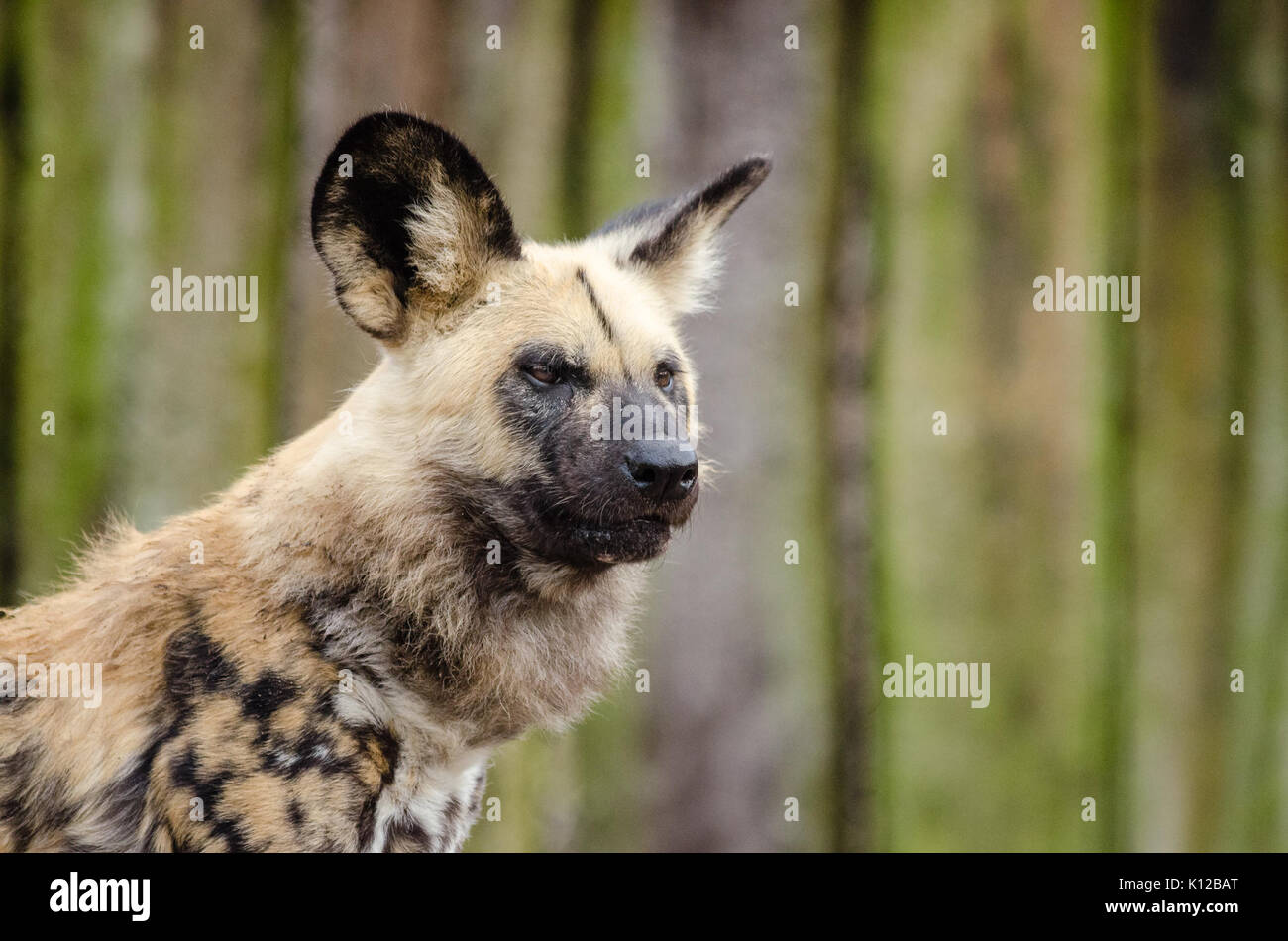 African wild dog (23299727726 Stock Photo - Alamy