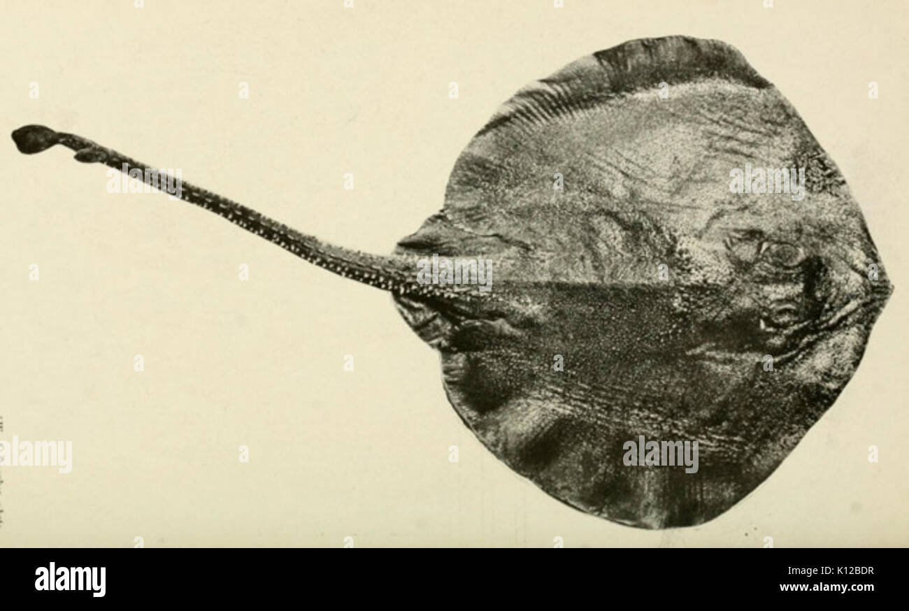 Arhynchobatis asperrimus Stock Photo