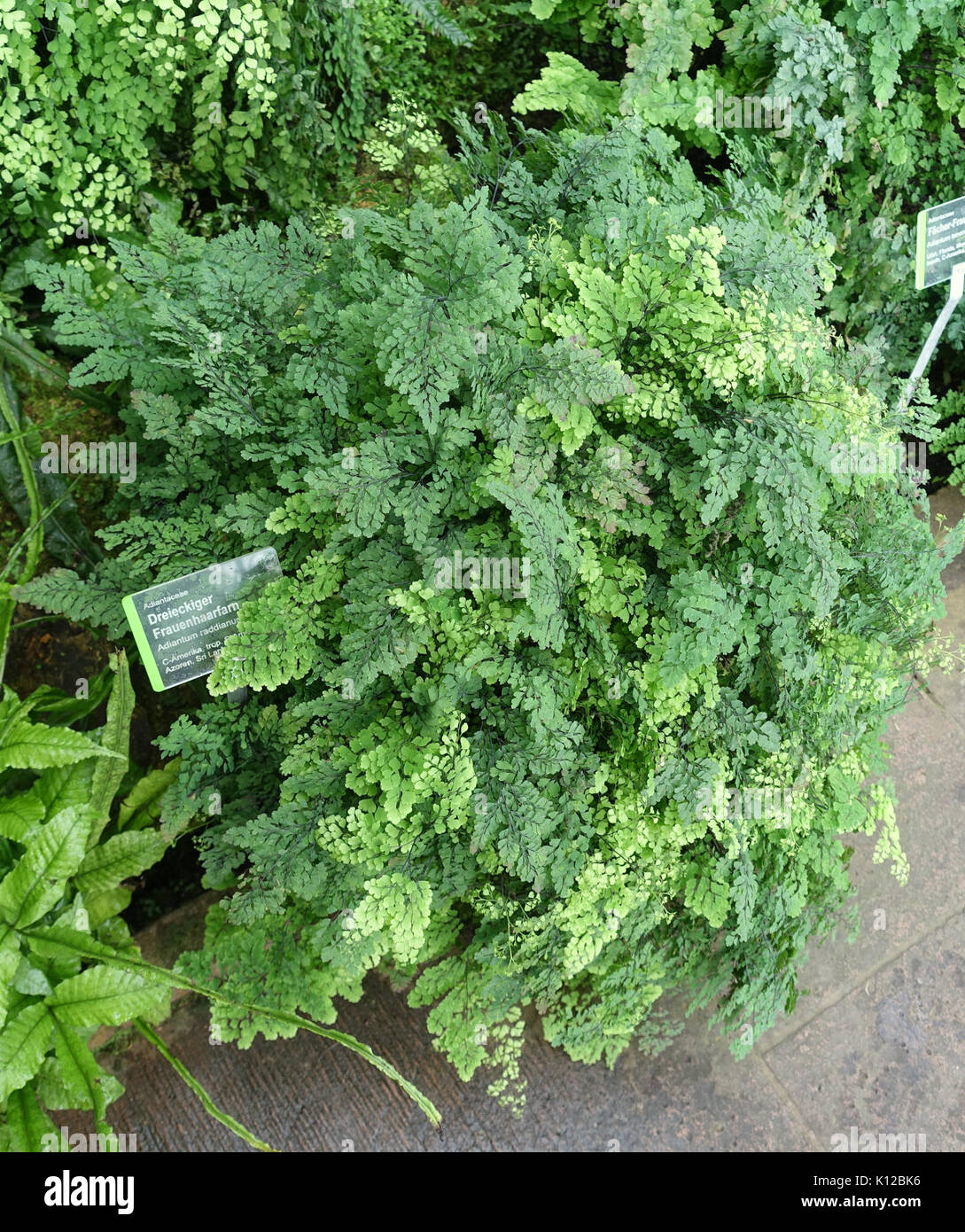 Adiantum raddianum cheap fragrantissimum