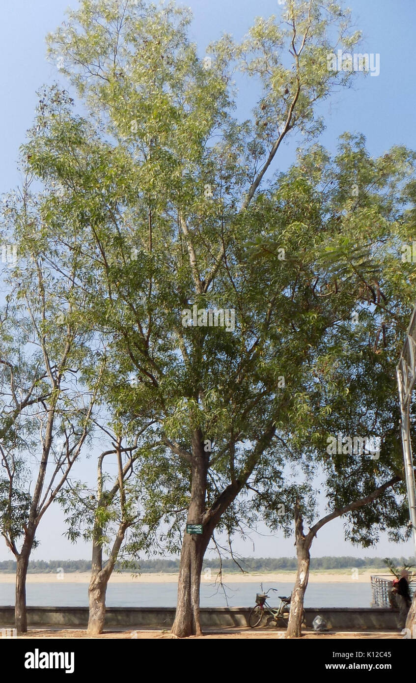 acacia-auriculiformis-kratie-cambodia-stock-photo-alamy