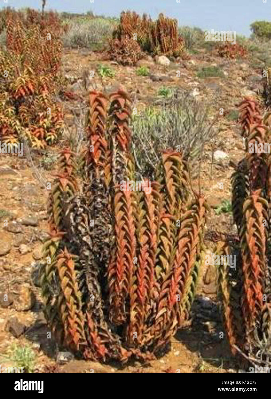 Aloe pearsonii Richtersveld Namibia 2 Stock Photo Alamy