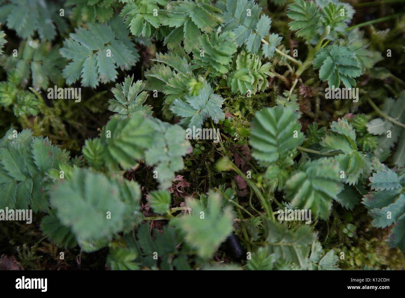 Acaena magellanica at the Sub Antarctic Plant House, Royal Tasmanian Botanical Gardens 02 Stock Photo