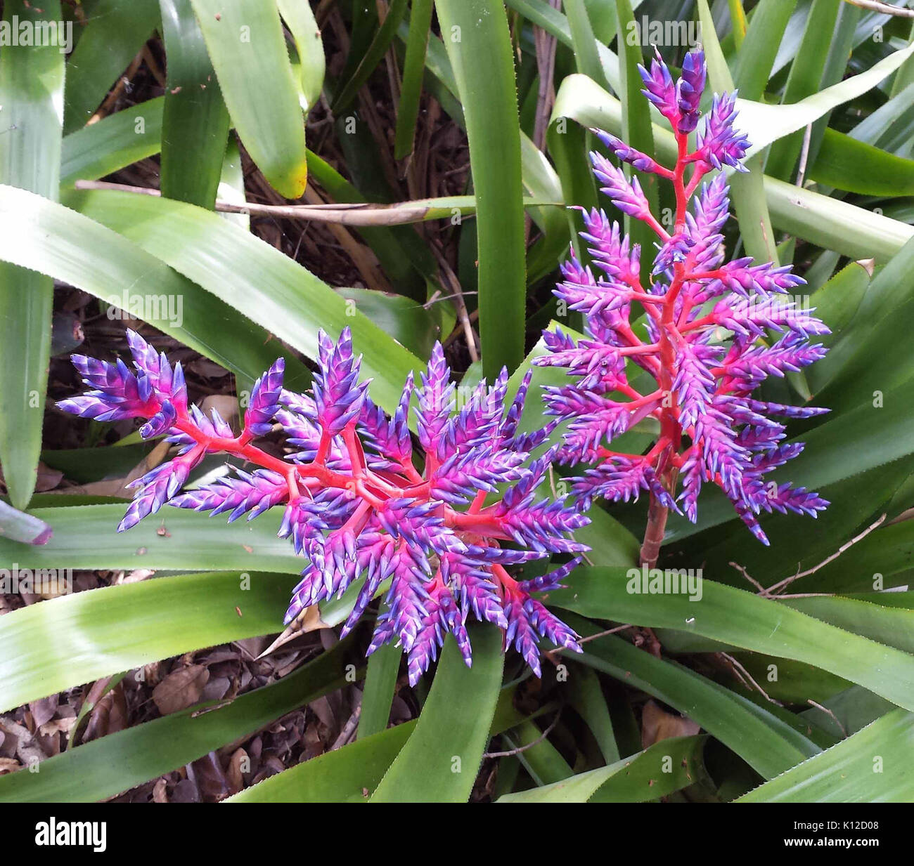 AMAZING COLORED FLOWER (2 4 2016) fairchild tropical gardens, miami