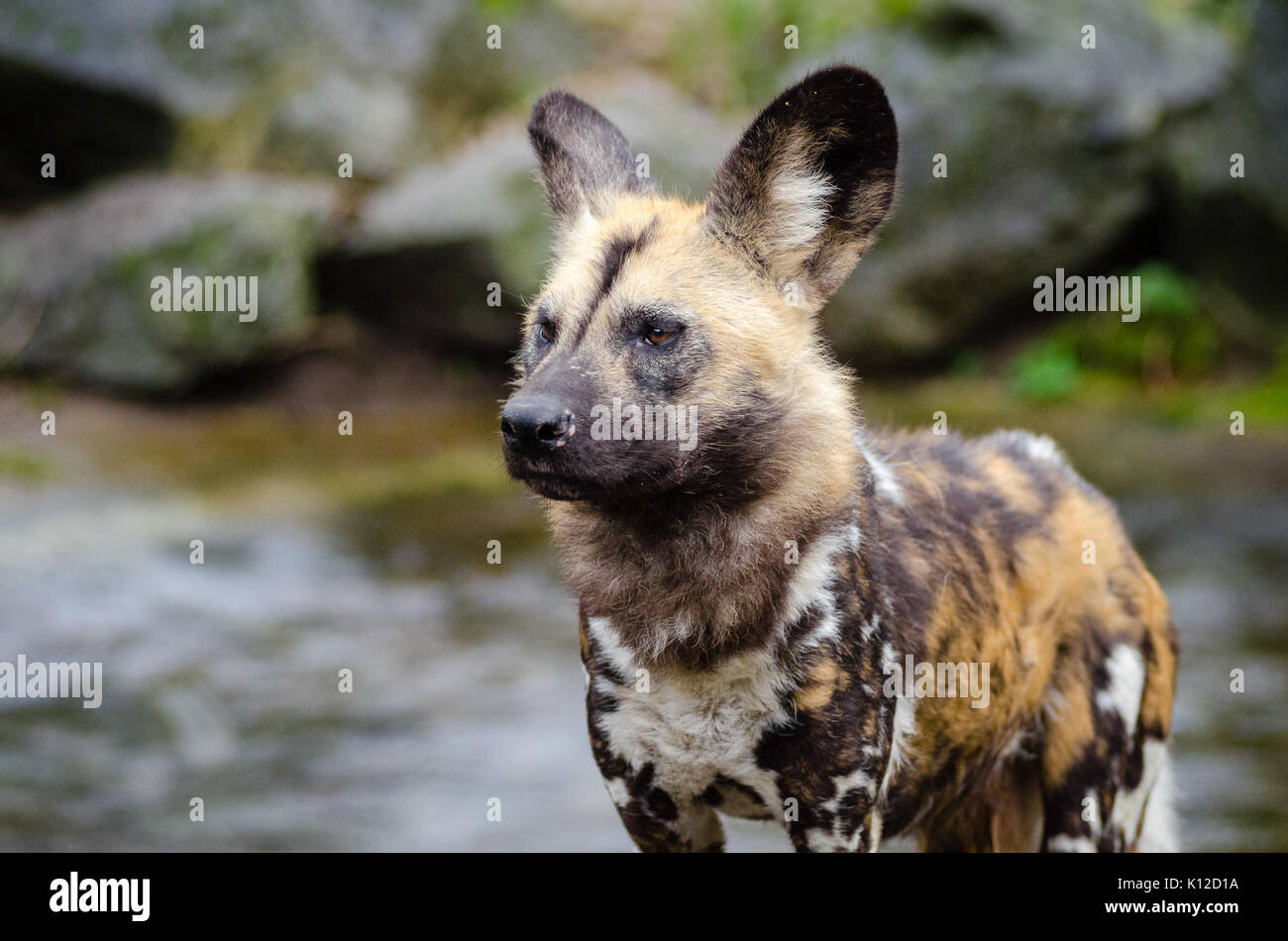 African wild dog (24776074012 Stock Photo - Alamy