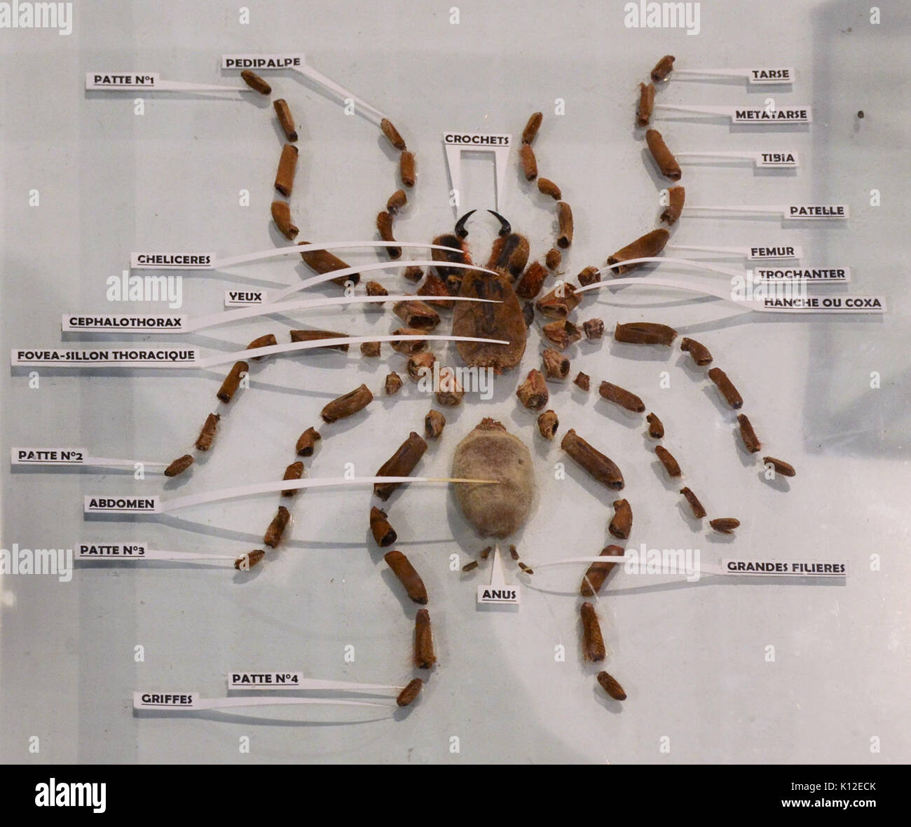 Anatomie De La Mygale Hysterocrates Ederi Stock Photo Alamy