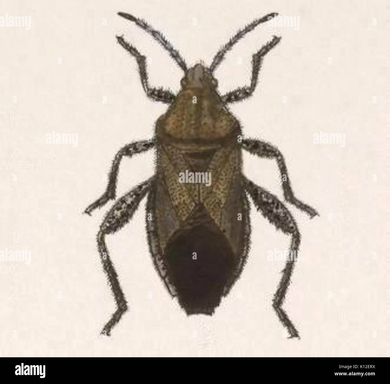 Capaneus hi-res stock photography and images - Alamy