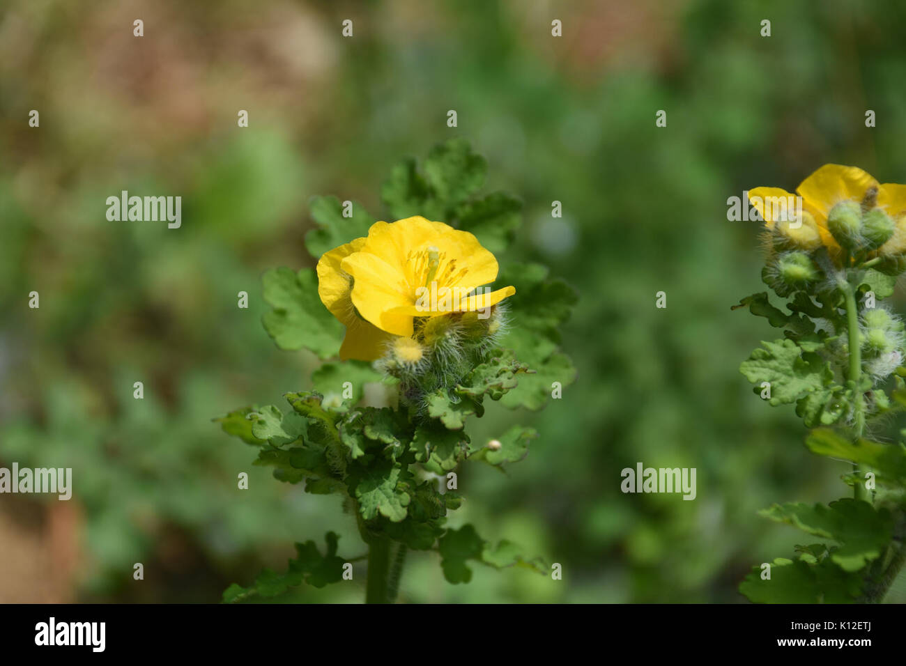 Amur Adonis High Resolution Stock Photography And Images Alamy