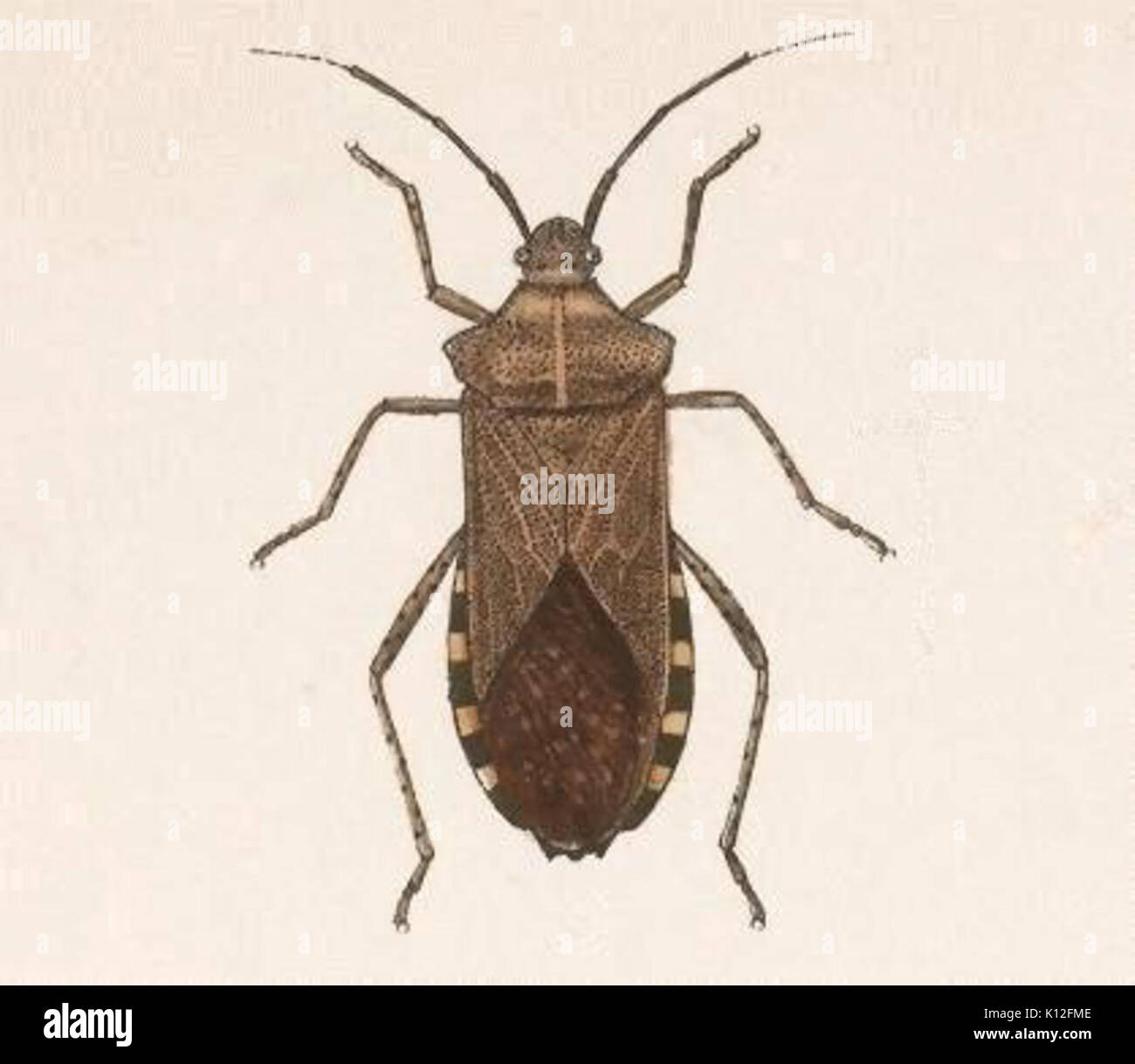 This illustration from the 'Biologia Centrali Americana' details the ...