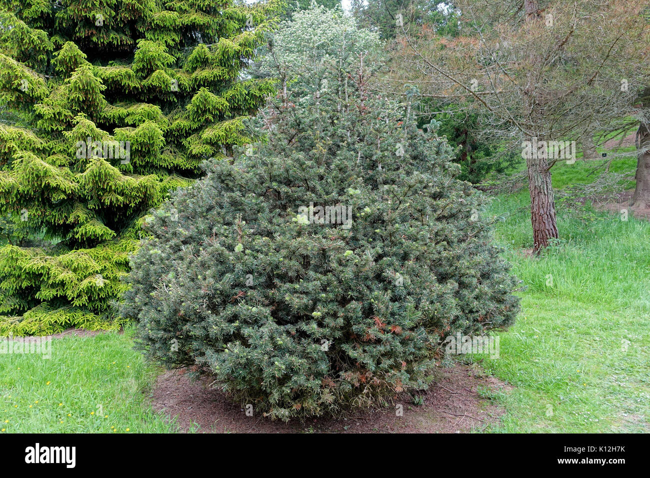Abies balsamea   Hillier Gardens   Romsey, Hampshire, England   DSC04413 Stock Photo