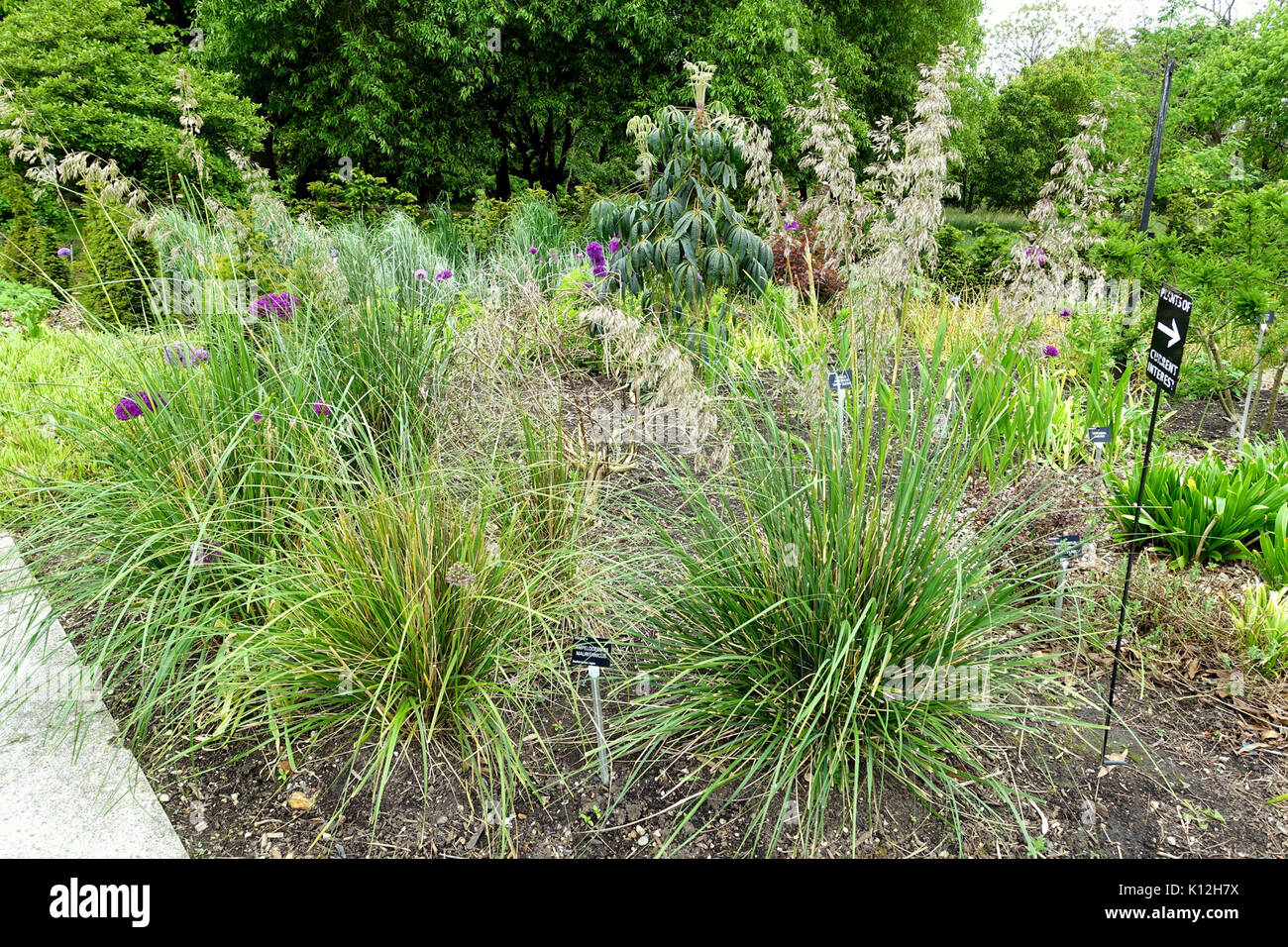 Plant species ampelodesmos mauritanicus hi-res stock photography and ...