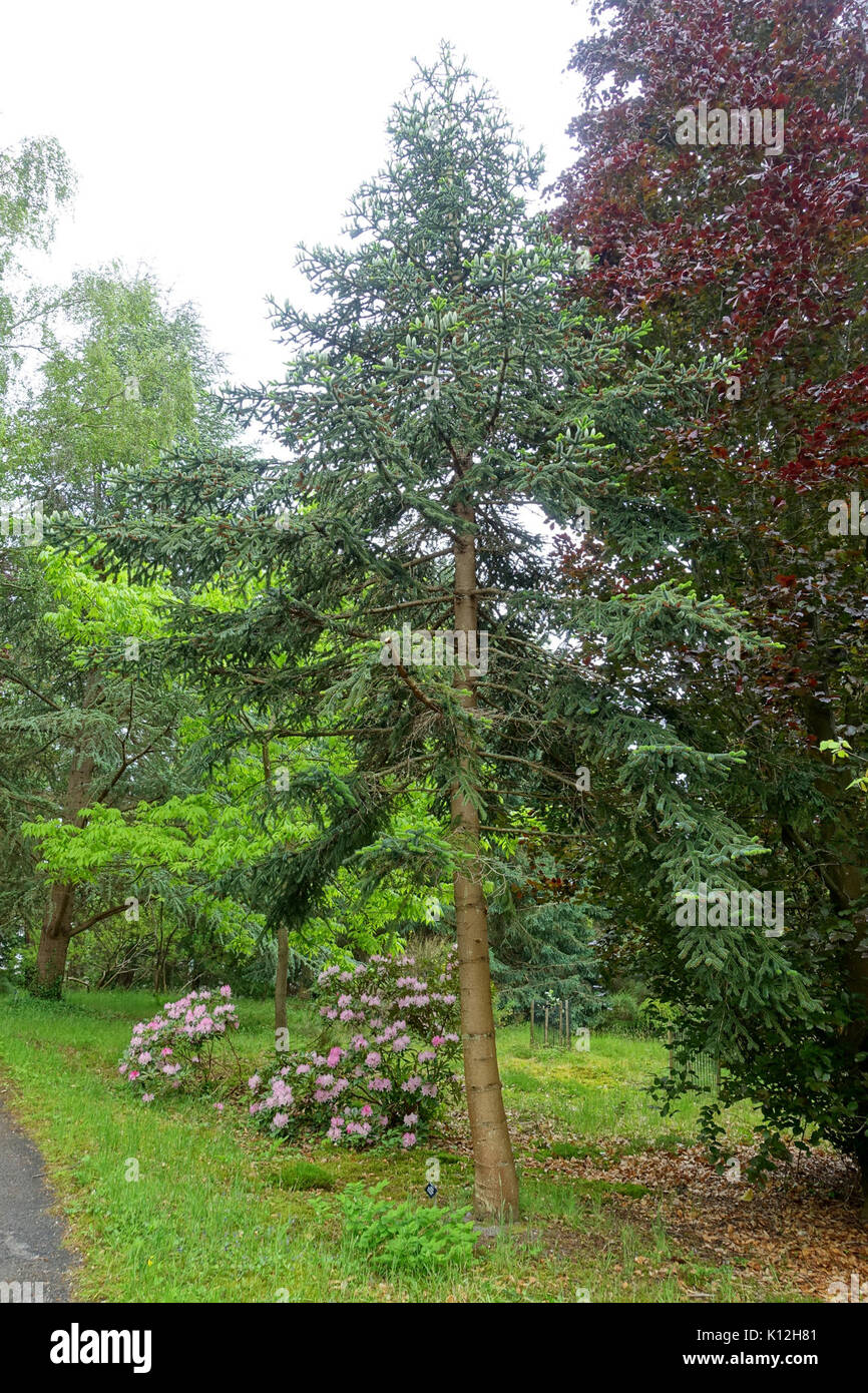 Abies numidica 'Glauca'   Hillier Gardens   Romsey, Hampshire, England   DSC04883 Stock Photo