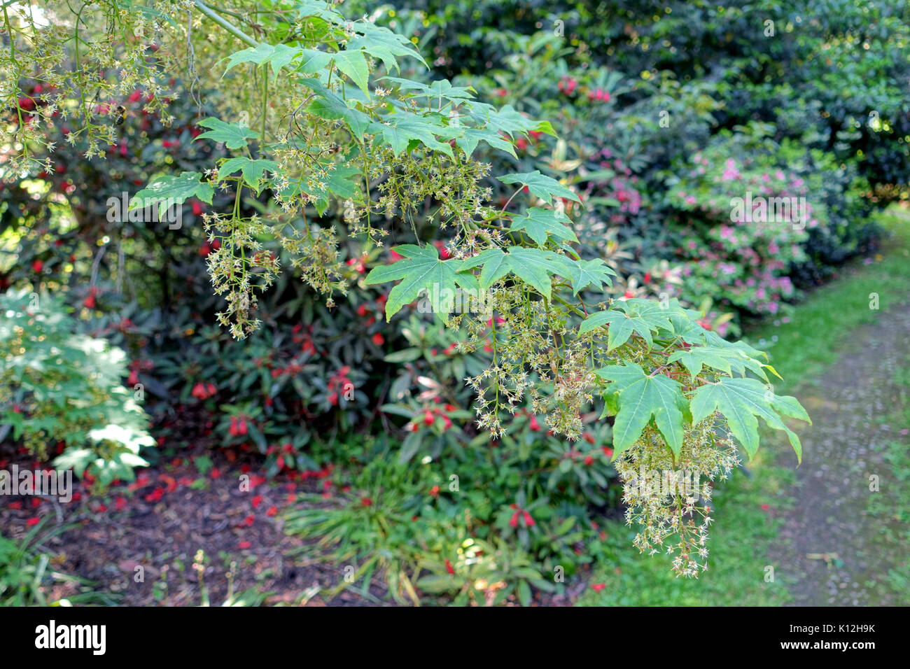 Acer campbellii subsp. flabellatum   Savill Garden   Windsor Great Park, England   DSC06248 Stock Photo