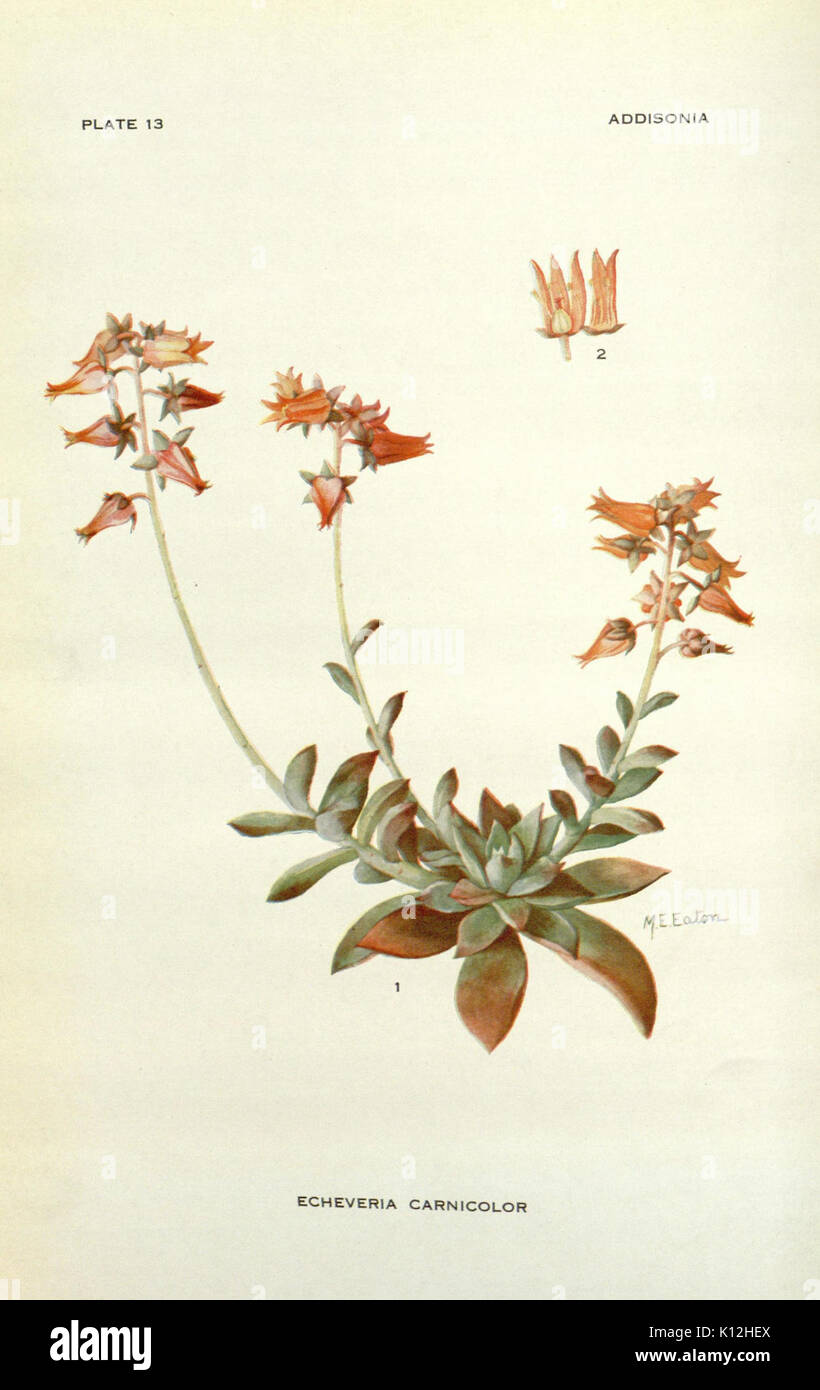 Addisonia (PLATE 013) (8574244687 Stock Photo - Alamy