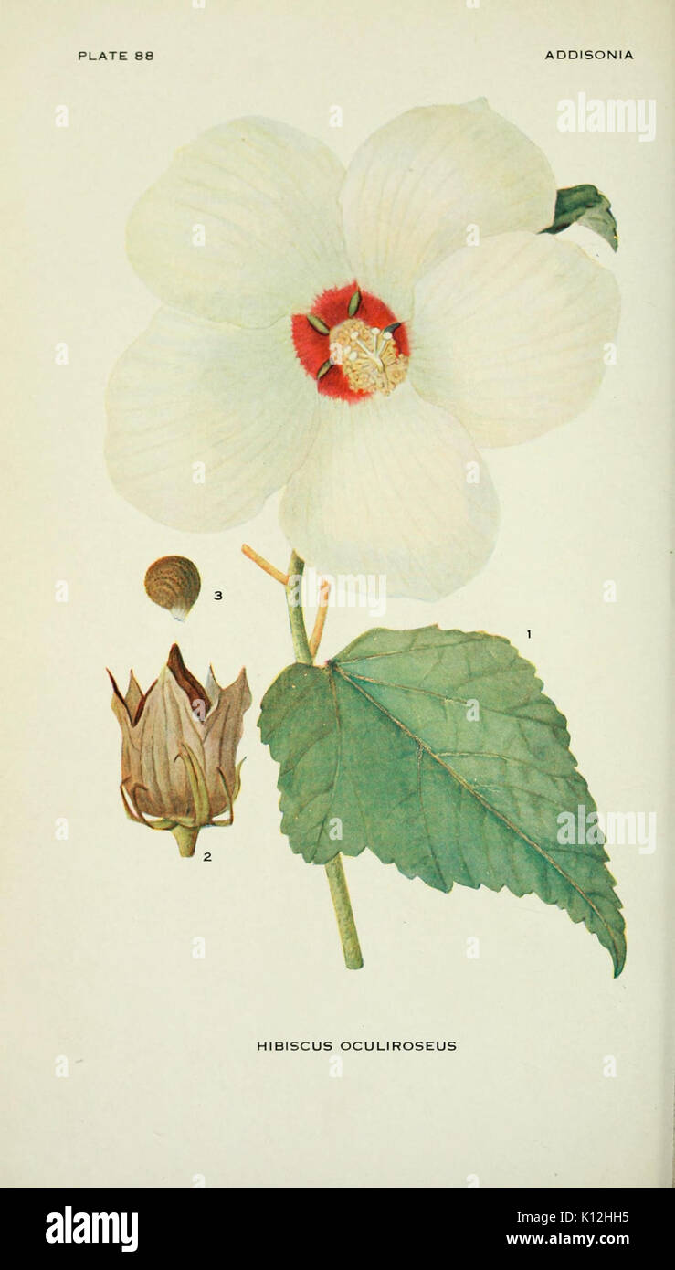 Pictorial works plants specimens hi-res stock photography and images ...