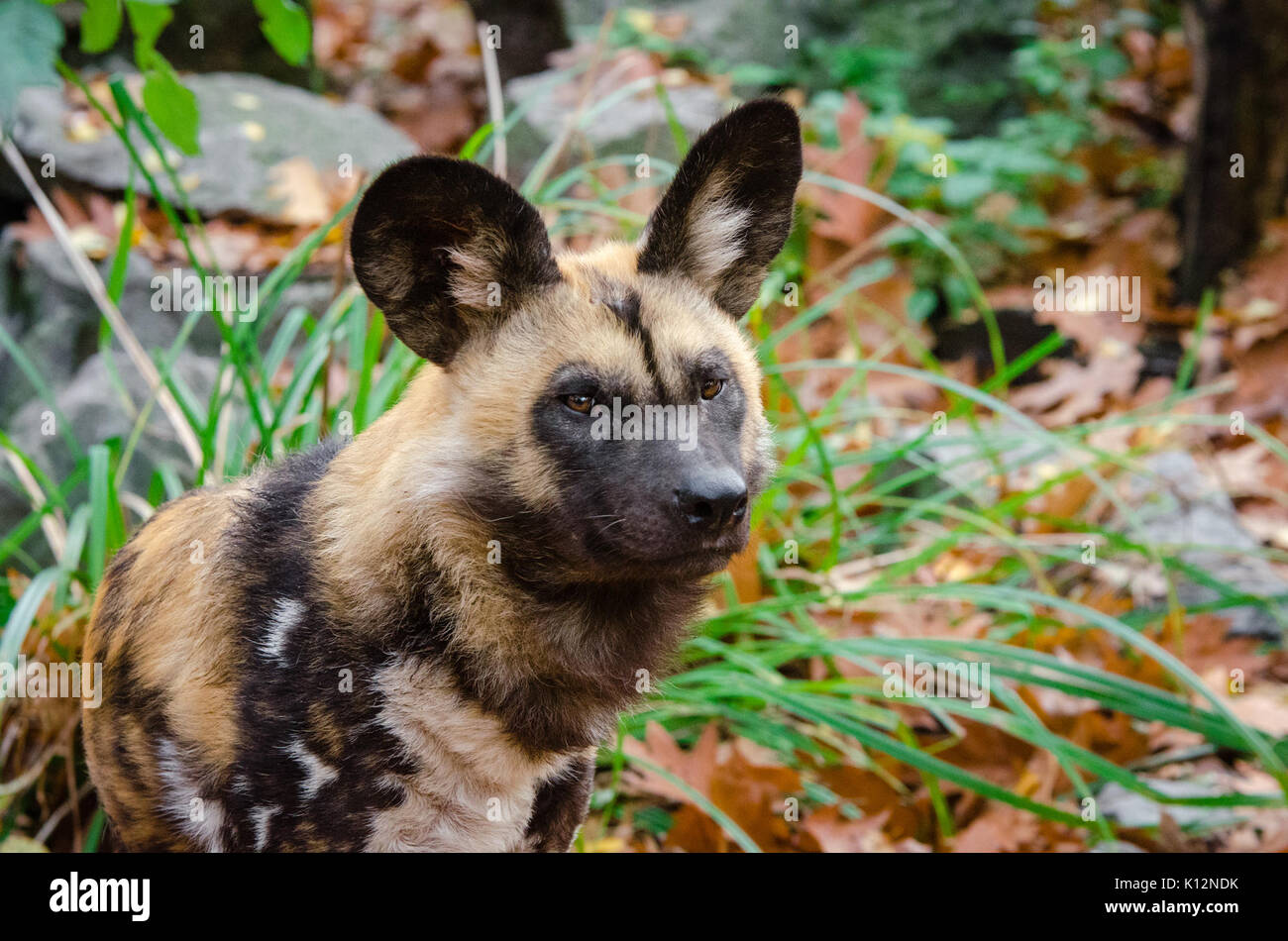 African Wild Dog (30943157842 Stock Photo - Alamy