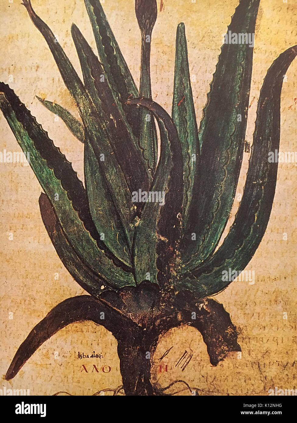 Juliana anicia codex hi-res stock photography and images - Alamy