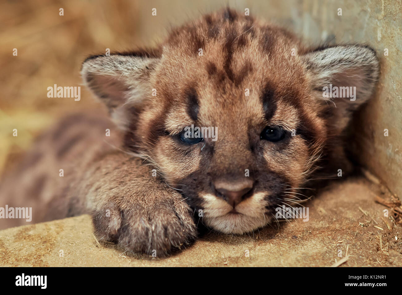 When cougars are born, they have spots, but they lose them as they grow, and by the age of 2 1/2 years, they will completely be gone Stock Photo