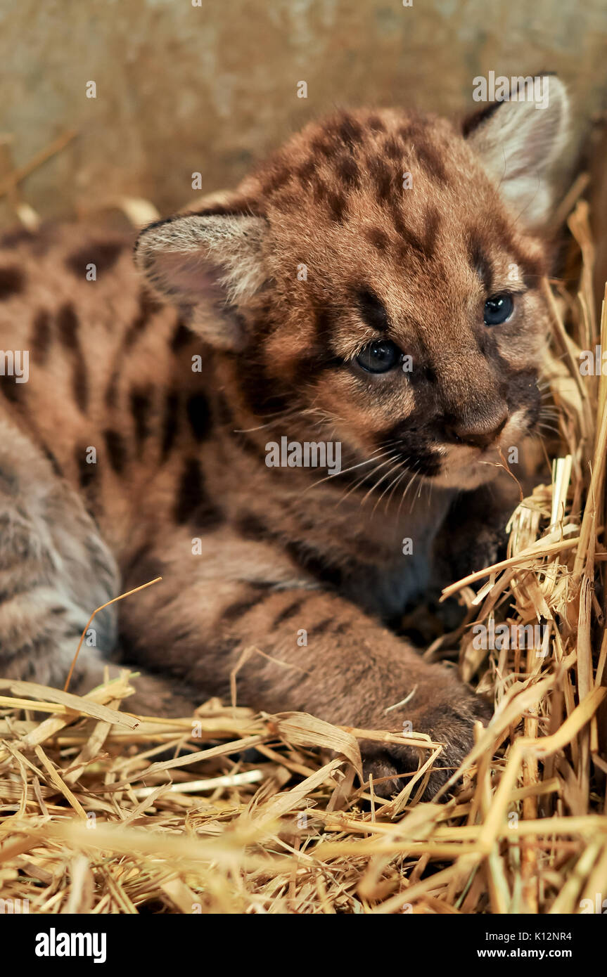 When cougars are born, they have spots, but they lose them as they grow, and by the age of 2 1/2 years, they will completely be gone Stock Photo