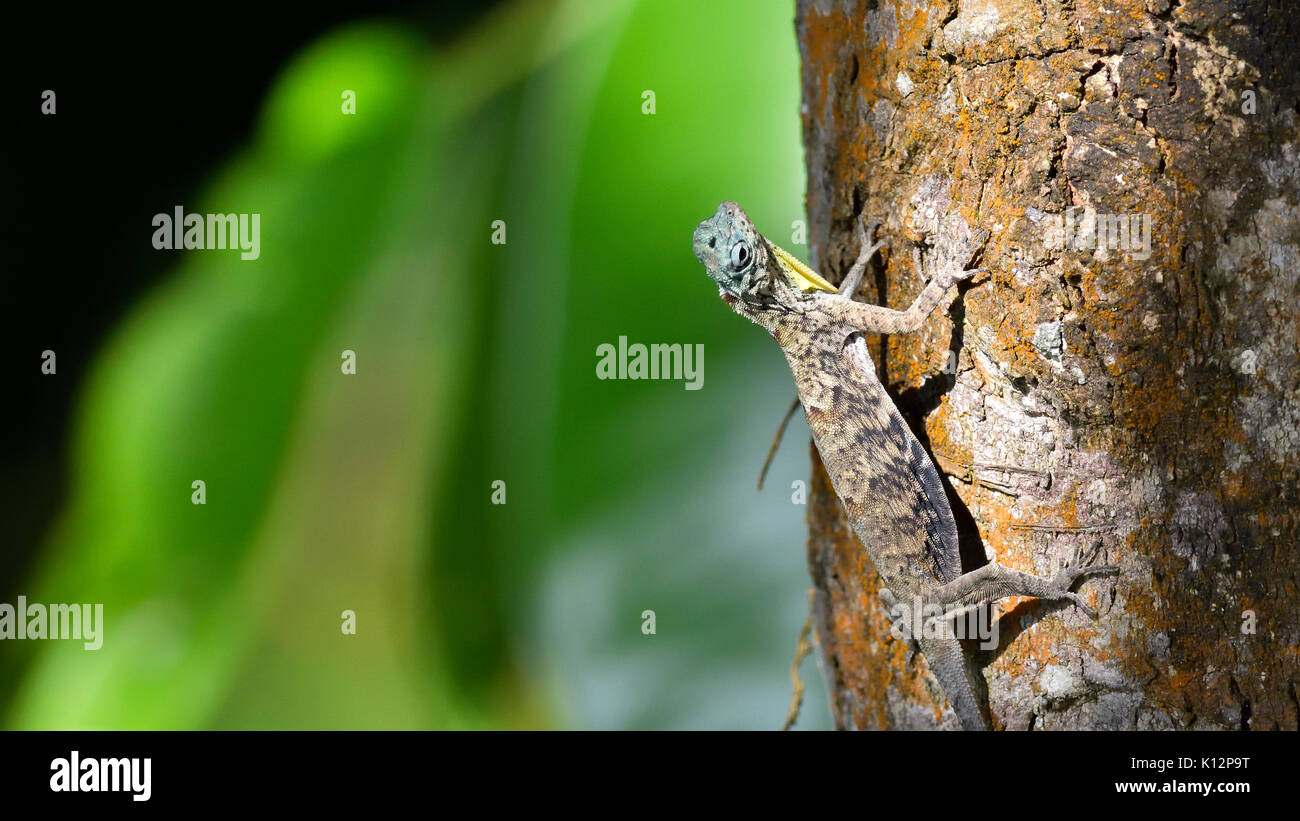 Yellow throated gliding lizard on the tree Stock Photo