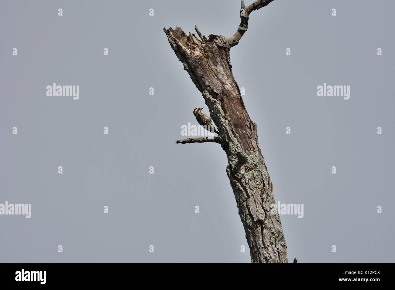 Sunda pygmy woodpecker high up on tree high in the sky Stock Photo