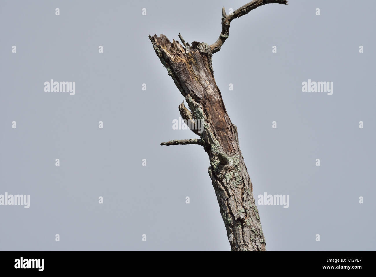 Sunda pygmy woodpecker high up on tree and looking into the sky Stock Photo