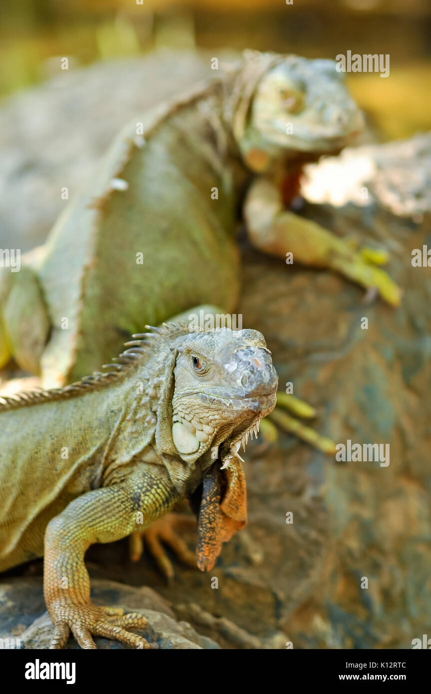 Green Iguanas are diurnal, arboreal, and are often found near water. Stock Photo