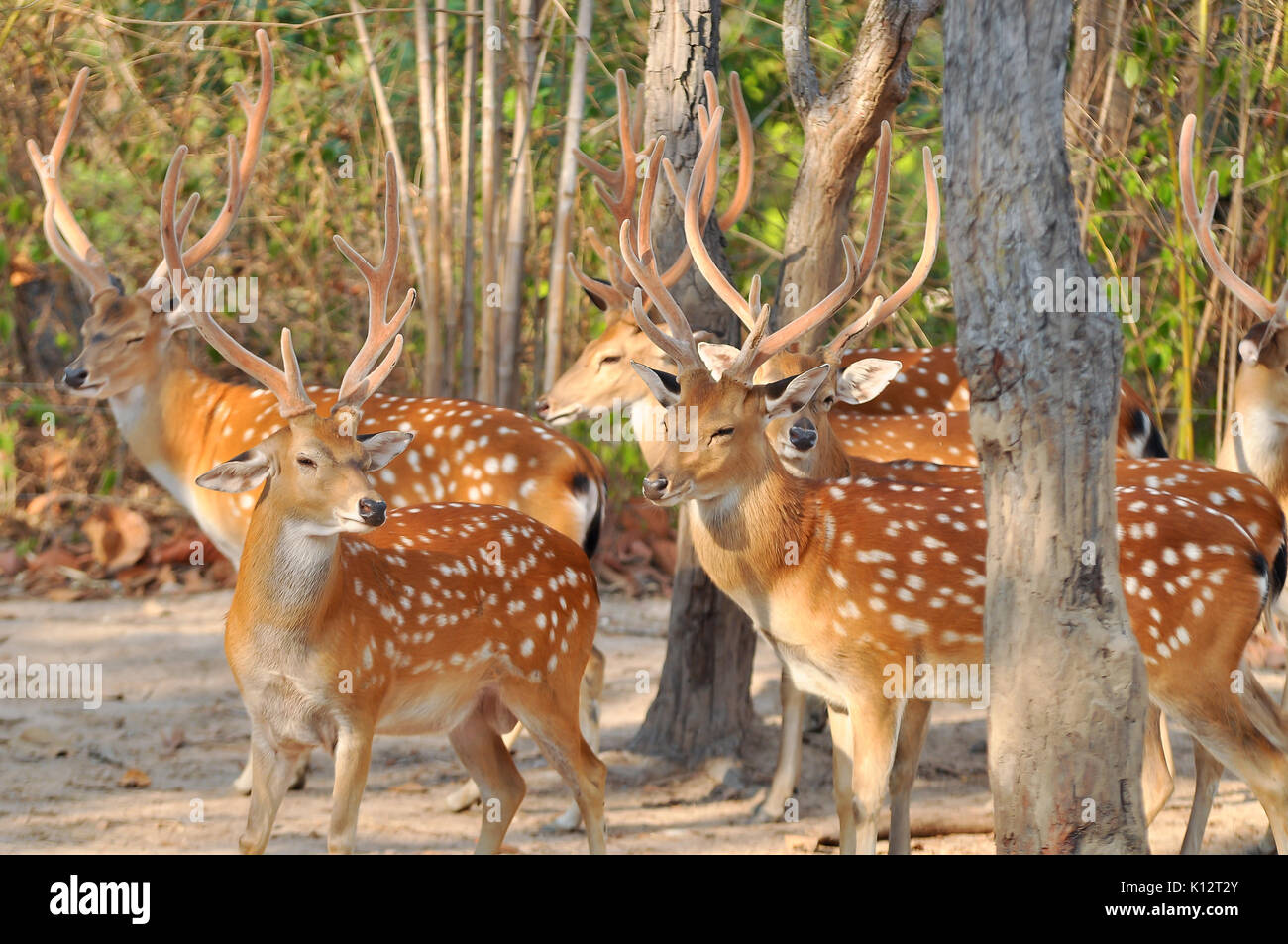 Japanese deer having a brown coat, spotted with white in summer, and a ...