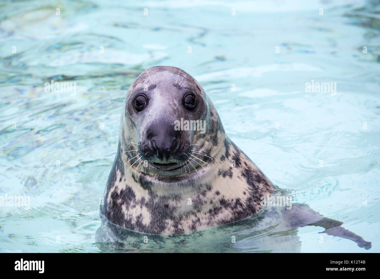 Seal looking at the camera Stock Photo