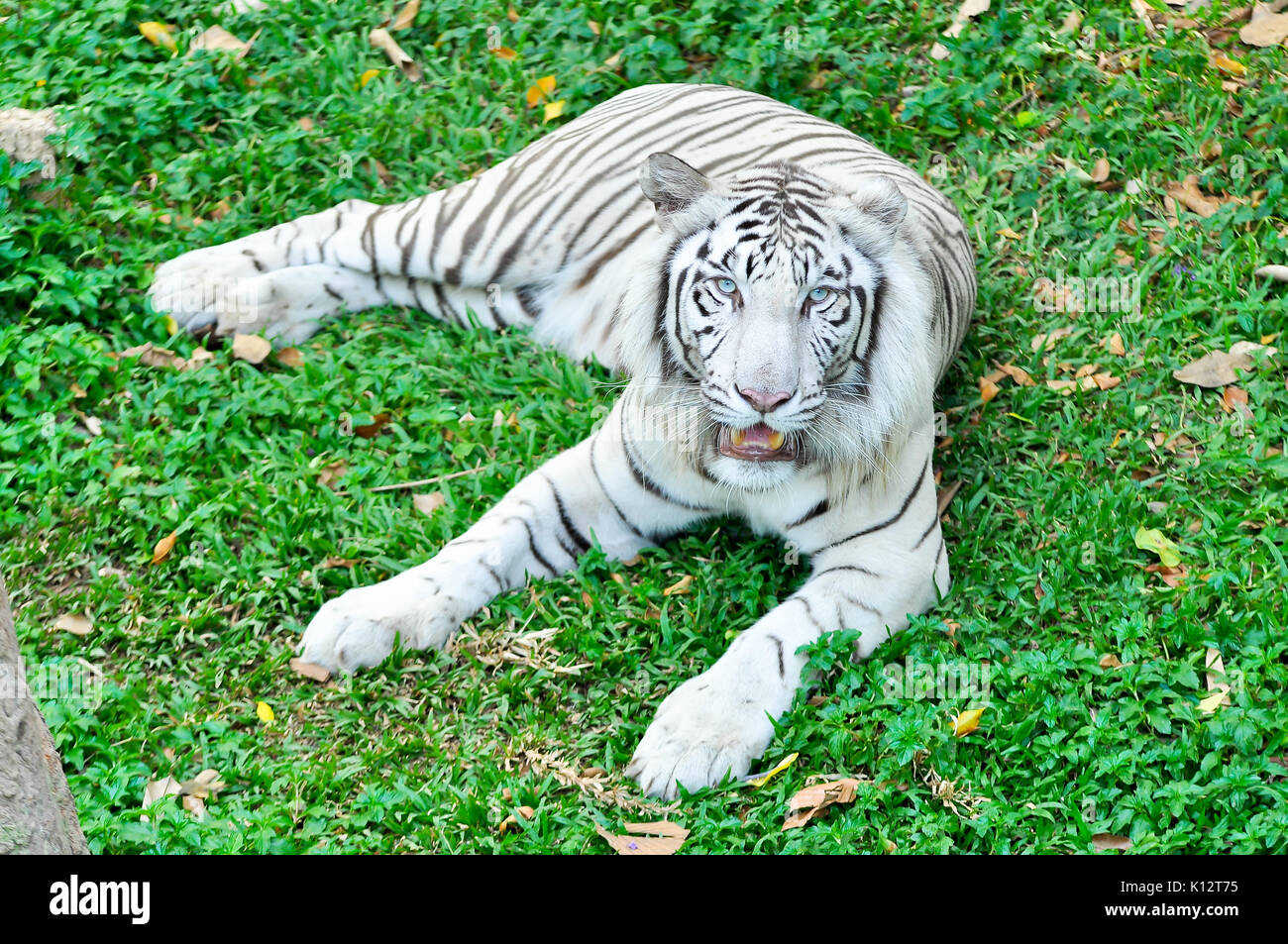 A white tiger in captivity at a zoo. The presence of stripes indicates it is not a true albino. Stock Photo