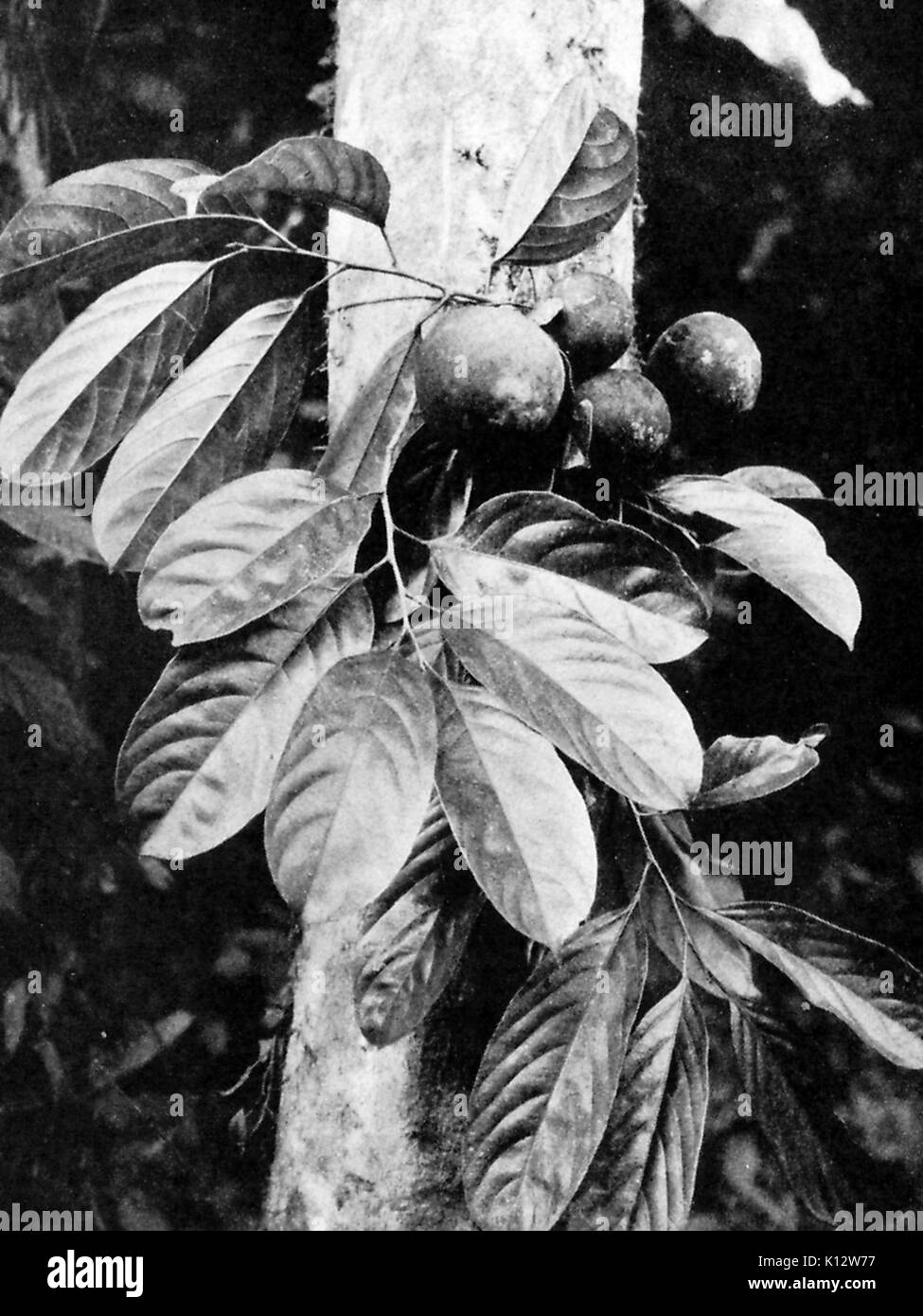 Fruiting branch of the Caulmoogra oil tree, used to treat the disease leprosy, 1922. Stock Photo