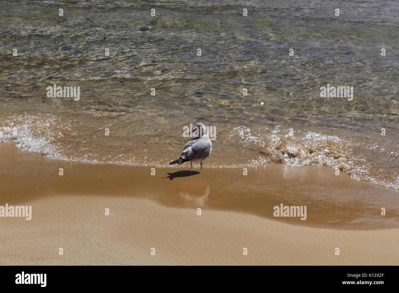 A Nice Walk on the Beach Stock Photo - Alamy