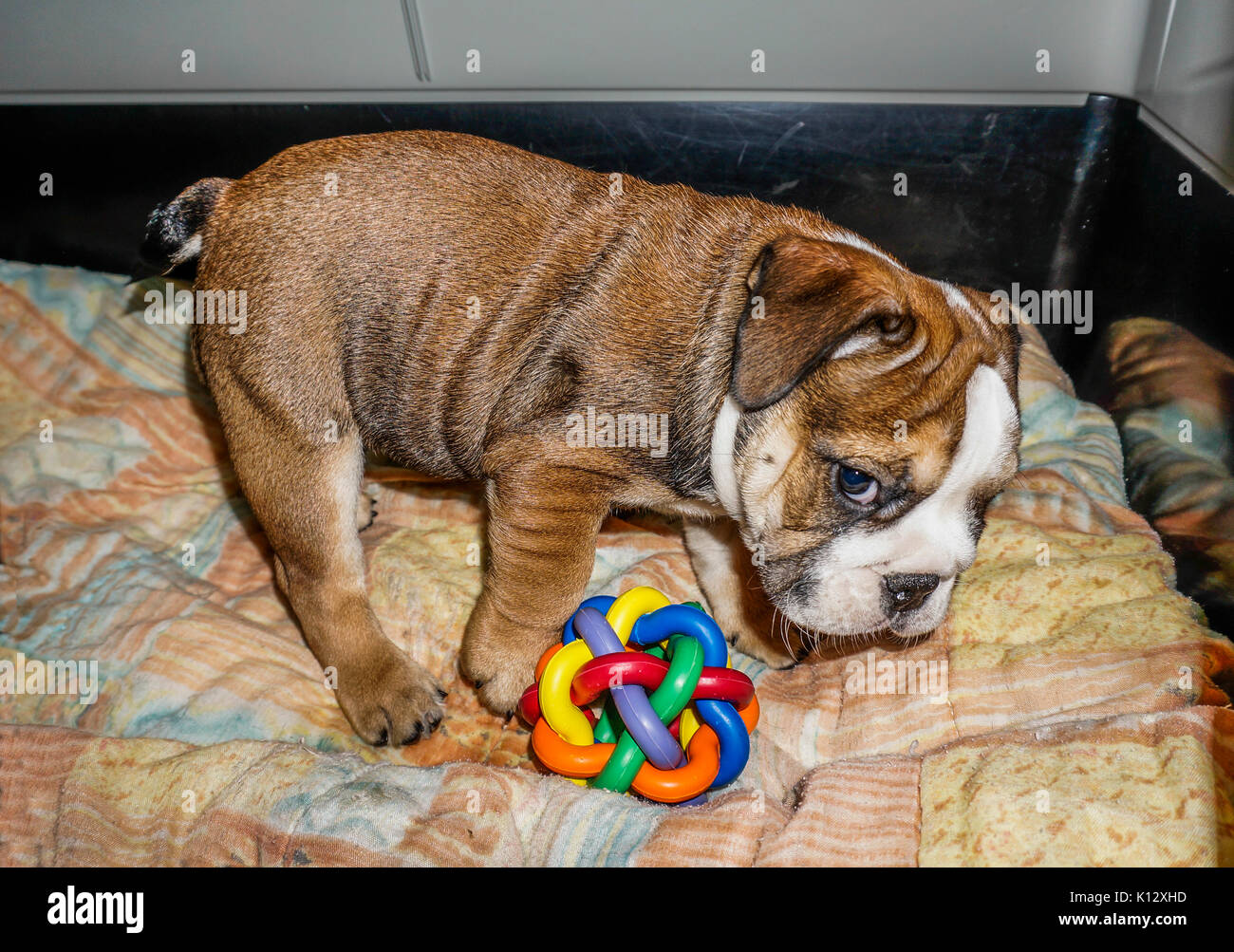 A beautiful, red English / British bulldog male puppy with a white mask, in his pen with a colourful rubber toy. Stock Photo