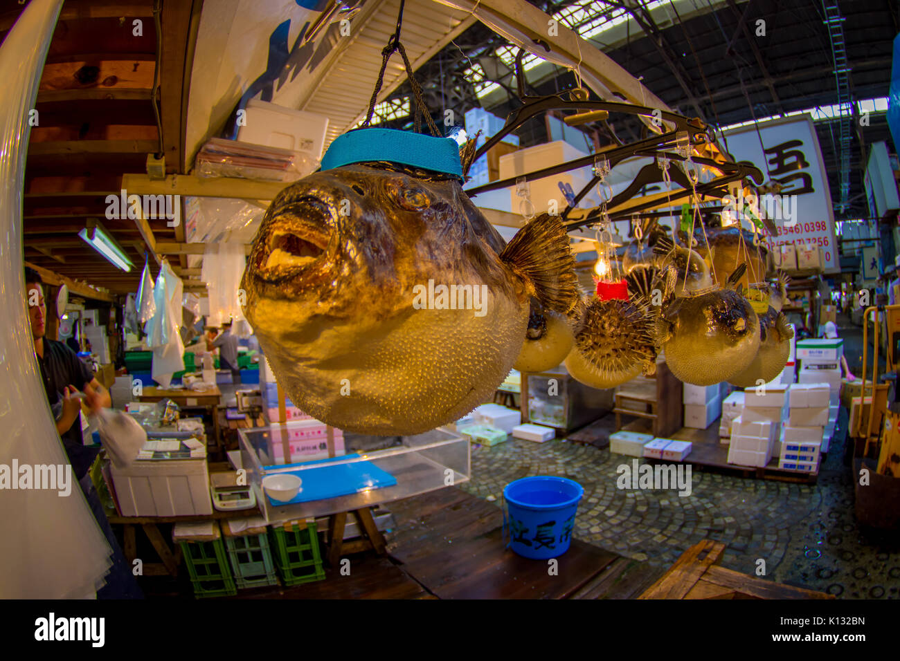 TOKYO, JAPAN JUNE 28 - 2017: Close up of a dry blowfish hanging in a Tsukiji Market, is the biggest wholesale fish and seafood market in the world, in Tokyo. Fish eye effect Stock Photo