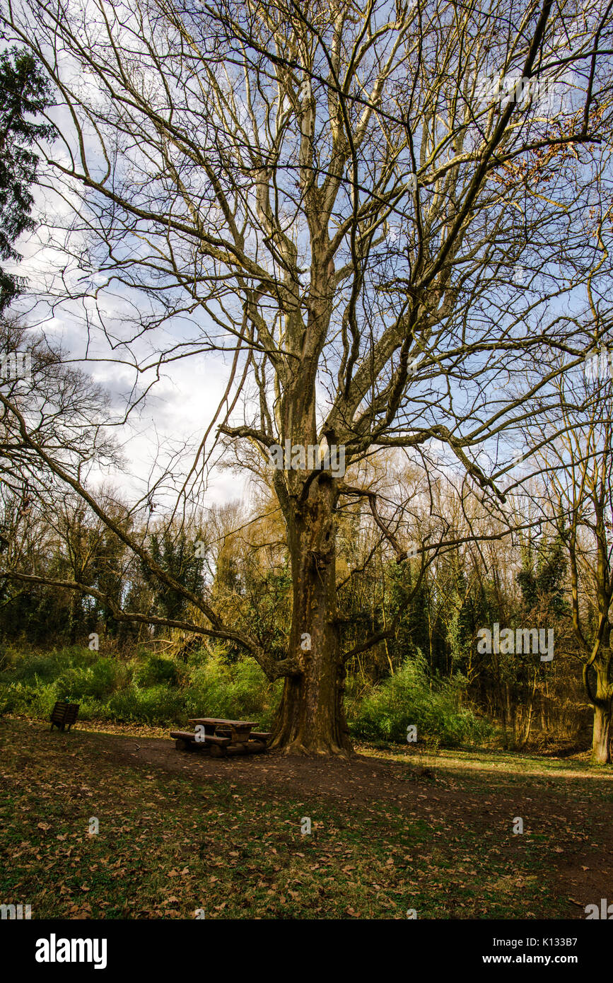 Trees forest park vector hi-res stock photography and images - Alamy