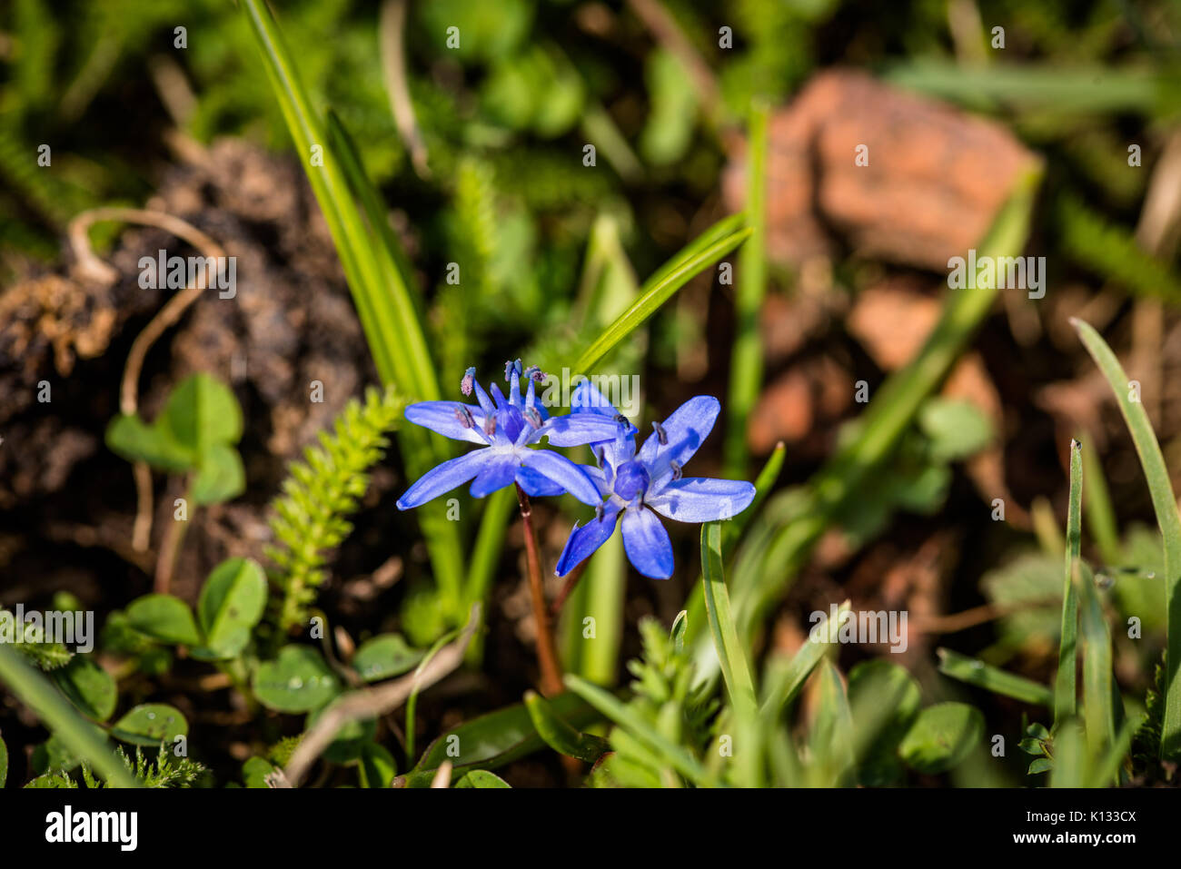Beautiful spring flowers Stock Photo - Alamy