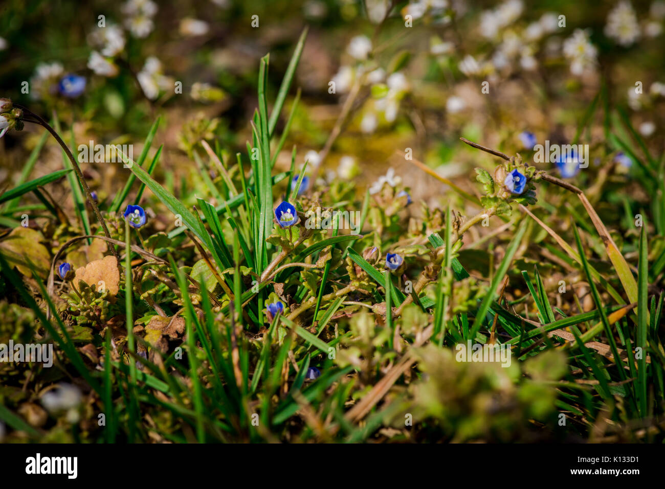 Beautiful spring flowers hi-res stock photography and images - Alamy