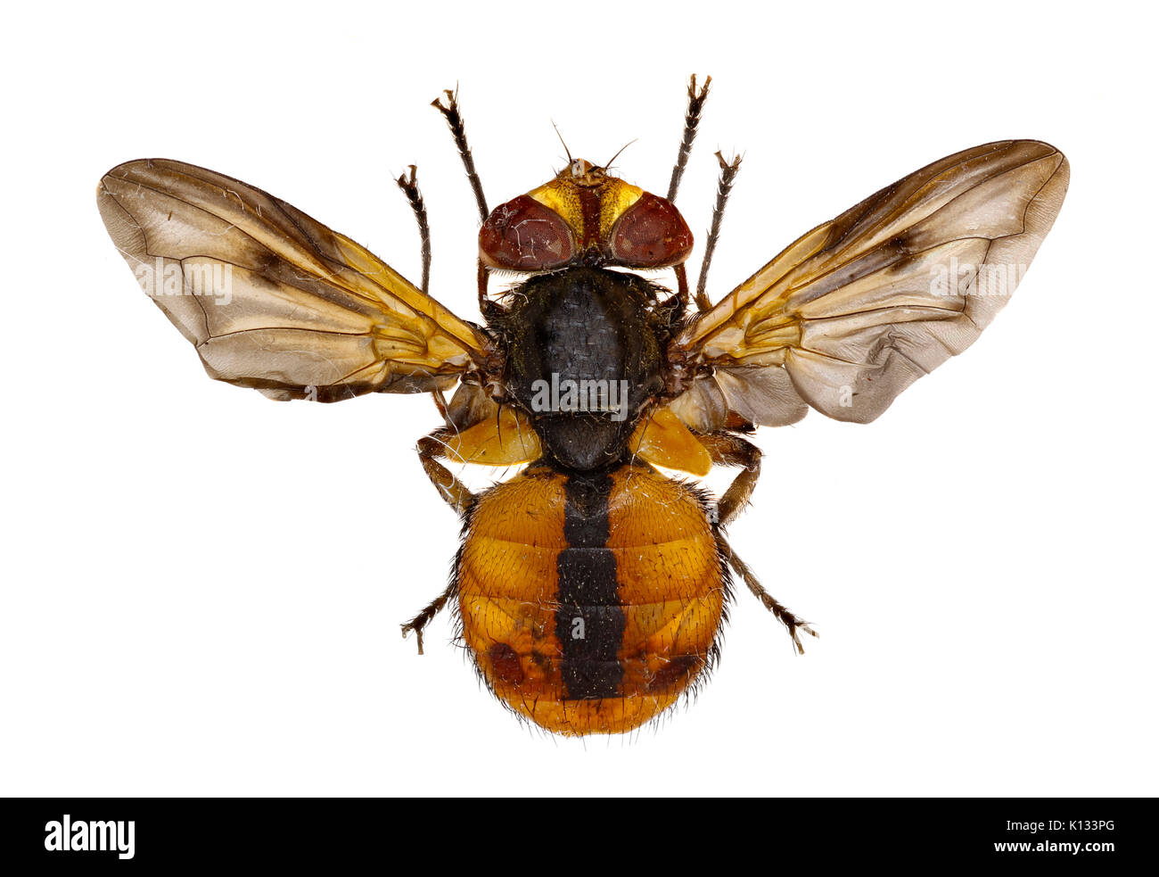 Tachinid fly on white hi-res stock photography and images - Alamy