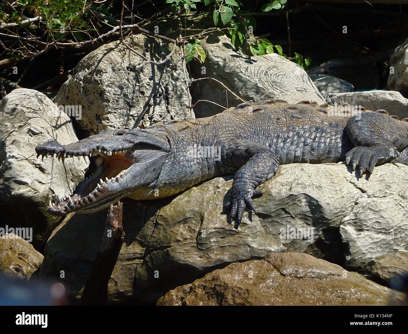 Big lizard, Chiapas, Mexico. Stock Photo