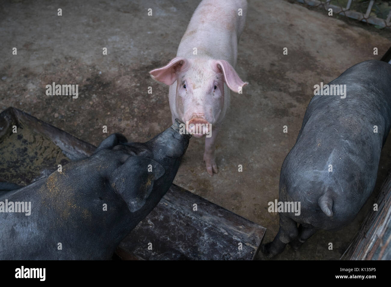 Hybrid breed of pigs at a domestic pig farm which are wild boar hybridizing with the domestic pig in Huairou, Beijing, China. 24-Aug-2017 Stock Photo