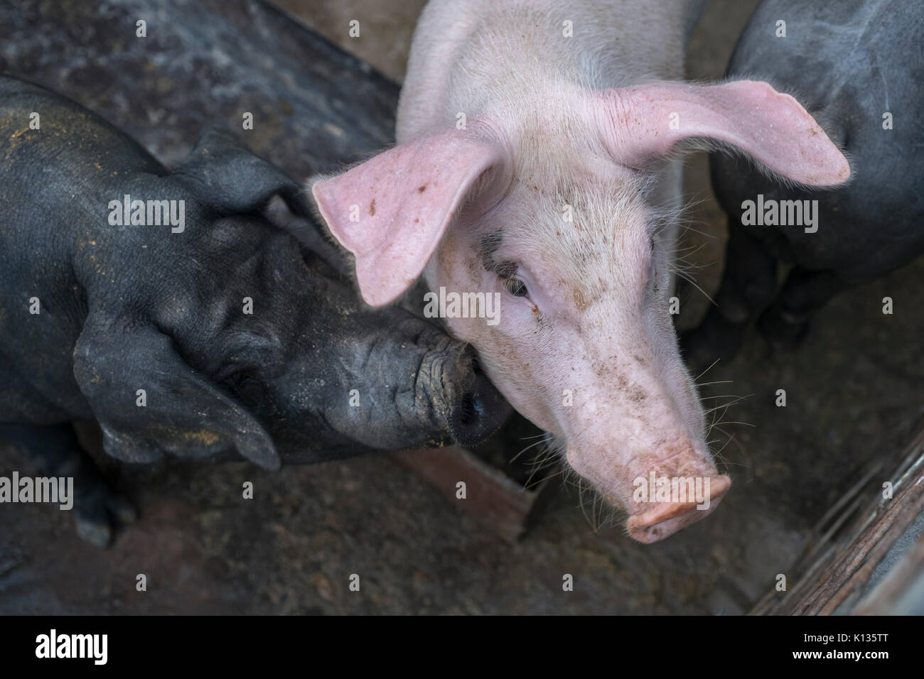 Hybrid breed of pigs at a domestic pig farm which are wild boar hybridizing with the domestic pig in Huairou, Beijing, China. 24-Aug-2017 Stock Photo