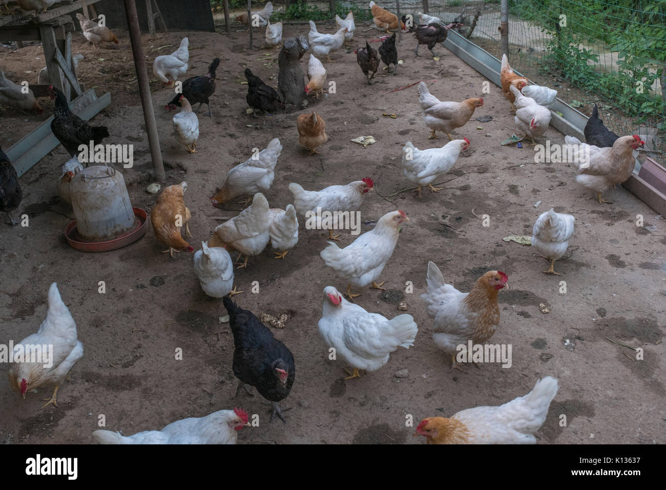 A small traditional chicken farm for special customers who care food security in Huairou district, Beijing, China. 24-Aug-2017 Stock Photo