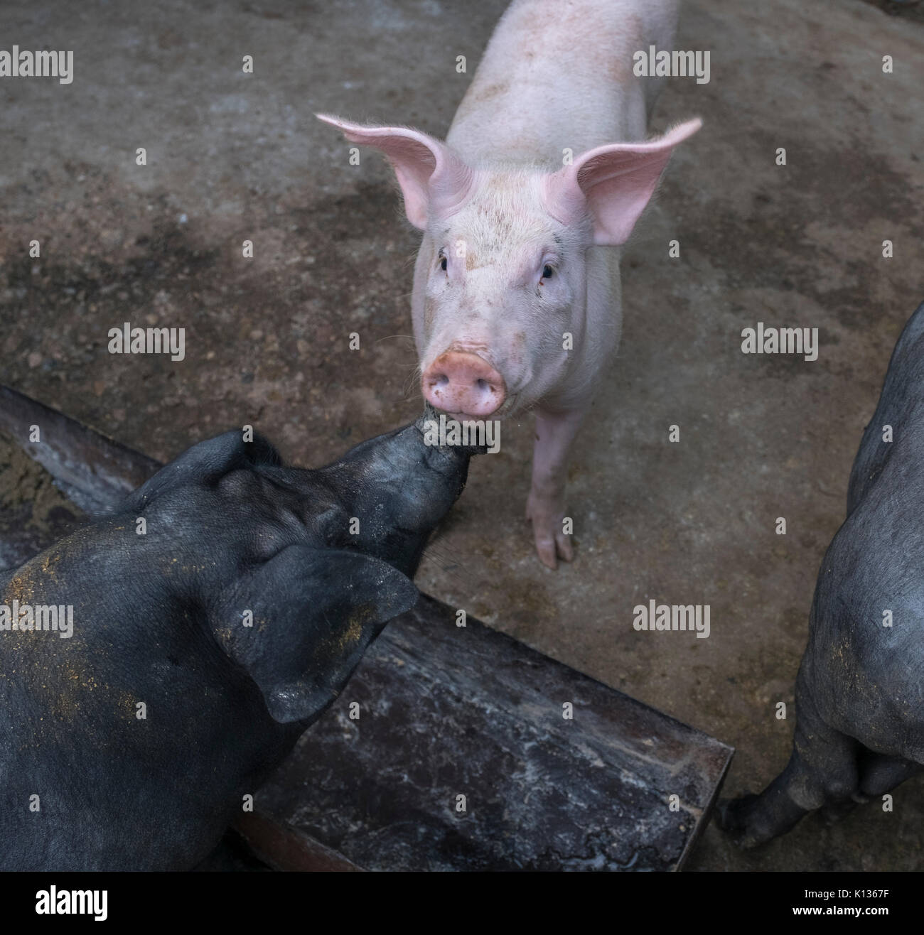 Hybrid breed of pigs at a domestic pig farm which are wild boar hybridizing with the domestic pig in Huairou, Beijing, China. 24-Aug-2017 Stock Photo