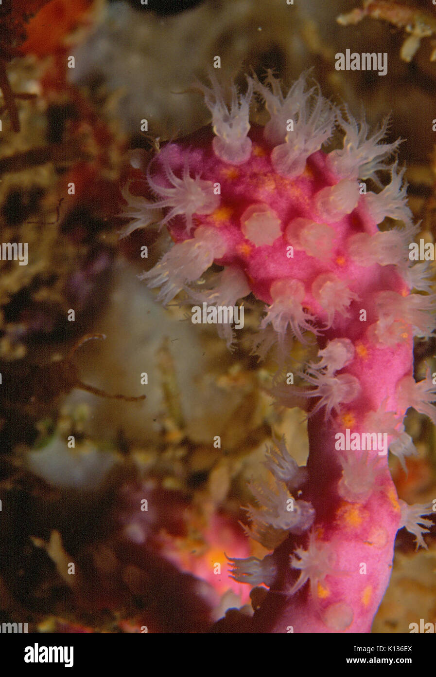 Alcyonium species hi-res stock photography and images - Alamy - Alcyonium Reef Tank Types