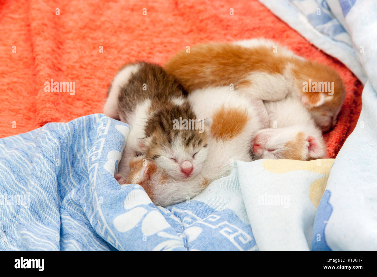 small kitten which is one day old. Lie on soft cloth. Nearly born cat with closed eyes and with small ears. Stock Photo