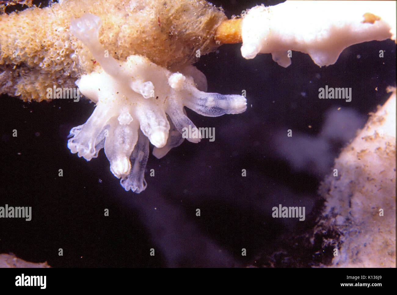 Alcyonium coralloides (Pallas, 1766) var. blanche blanche Stock Photo ...