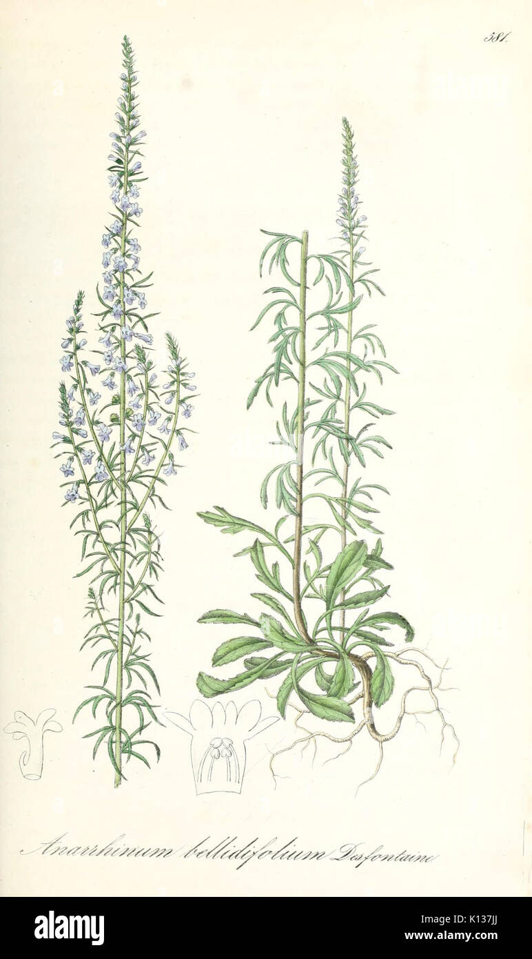 Anarrhinum bellidifolium   Flora regni Borussici vol. 9   t. 581 Stock Photo